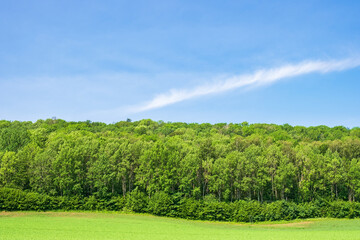 Deciduous forest at a field on a hillside