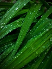 dew on a leaf, green leaf, raindrops, spring rain, garden