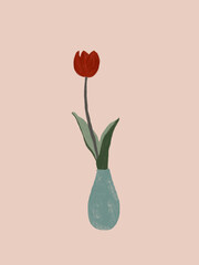 Tulipa