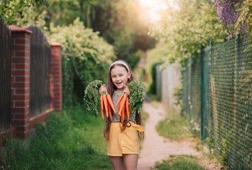 Smiling little girl in a garden holds a two bunches  of fresh carrots.