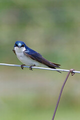 hirondelle bicolore sur une clôture