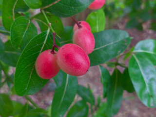 Mango yawning lemon booing has a red fruit.