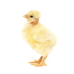little chick on white background. small bare-necked chicken