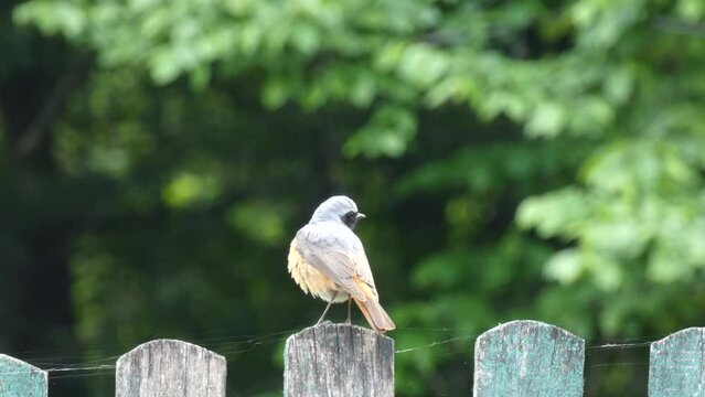 Common redstart sits on a wooden fence