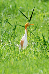 Close-up of a walking cattle egret with green background