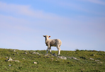 One small young white lamb grazes on green grass against the blue sky background