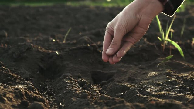 Sowing culture mustard in the soil ground, the concept of farming and agriculture, Hands throw mustard seeds for further harvest. Black earth farmer in a shirt is on the field
