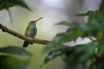 Rufous-tailed Hummingbird - Amazilia tzacatl, beautiful colorful small hummingbird from Costa Rica La Paz.