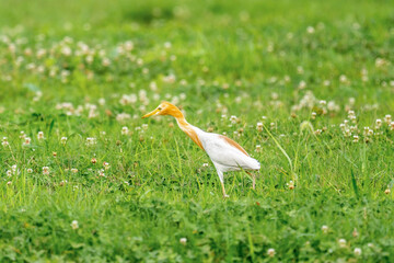 Close-up of a walking cattle egret with green background