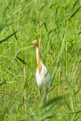 Close-up of a walking cattle egret with green background