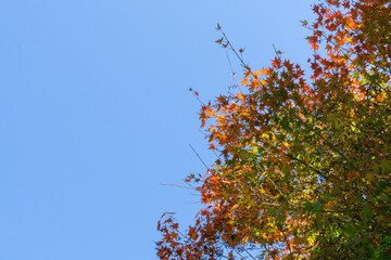 autumn leaves on blue sky