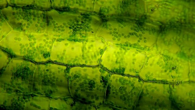 Leaf cells microscope magnification