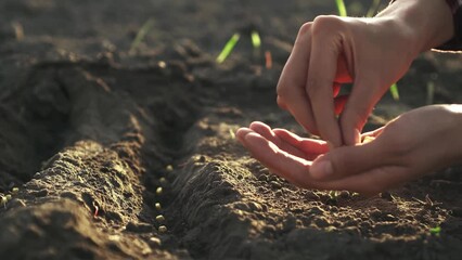 Farmer gardener planting seedlings seeds of crops in the black earth soil soil on a huge plantation field, Agronomist throws seeds with his hands into the planting place in the soil Farmer agriculture