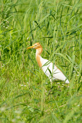 Close-up of a walking cattle egret with green background