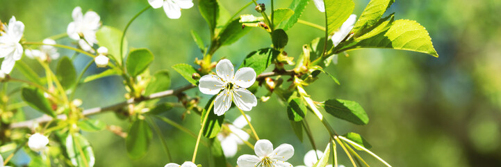 Blooming branches of a cherry tree closeup. A spring tree blooms with white petals in a garden or park