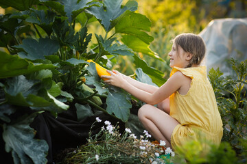 child picks zucchini from bush in backyard garden. Cute european girl with pigtails holds yellow...