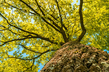 Low Angle View of Oak Tree Background in Spring season