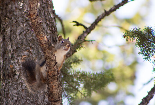 Squirrel on the look out for preditors