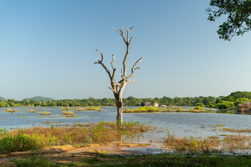 The lonely tree in Safary park, Sri Lanka national park Yala