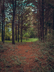 autumn in the forest