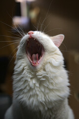 yawning cat