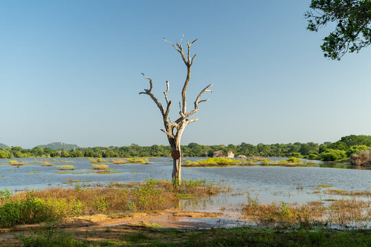 The lonely tree in Safary park, Sri Lanka national park Yala © Evgeniia