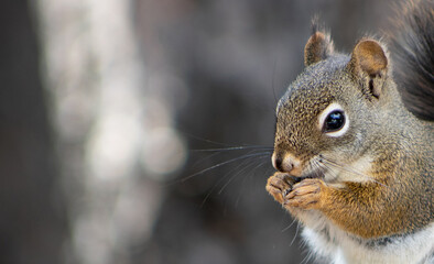 Obraz premium Close up of squirrel eating seeds