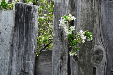 branch of a flowering apple bush sticks out in the gap between the old leaning fence boards. Front view