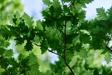 Green fresh leaves on the branches of an oak close up against the sky in sunlight. Care for nature...