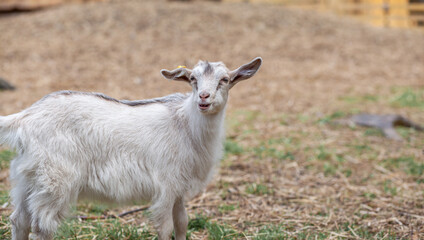 A small goat on the farm grazes and plays. Breeding goats and sheep. Housekeeping.