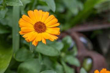 Flowers in Ballyporeen