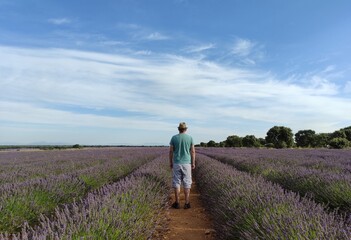 Hombre de espaldas en los campos de lavanda de Brihuega (Ciudad Real, España)