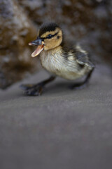 A cute baby duckling on a beach 