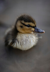Close up shot of a lost baby duckling on the beach