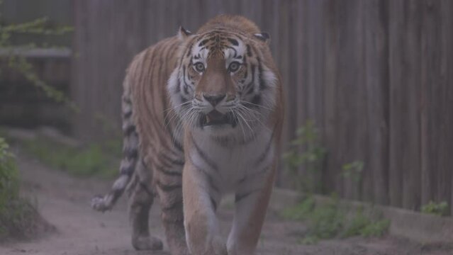 Tiger on a walk. Portrait of a beautiful tiger. Big cat close-up. Tiger looks at you. Portrait of a big cat. Slow motion 120 fps, ProRes 422, ungraded C-LOG 10 bit
