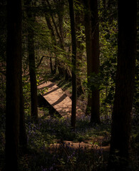 British woodland scene with English bluebell wild flowers