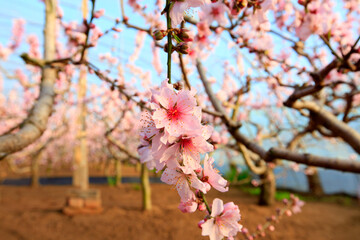 The peach trees in the greenhouse are in blossom