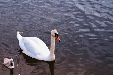 white swan on the lake