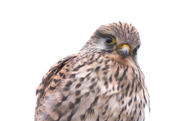 Turmfalke / Common Kestrel
