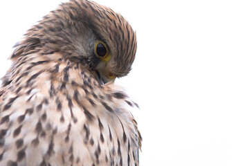Turmfalke / Common Kestrel