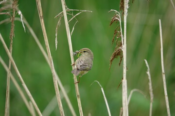 willow warbler (Phylloscopus trochilus), insects in beak to feed its young