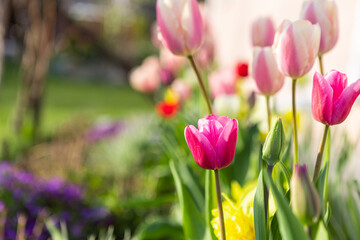 beautiful colored tulips in a flower bed in the garden, garden landscaping. Spring