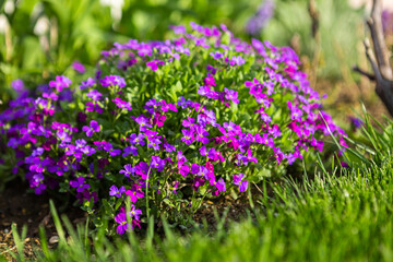 beautiful flower bed with purple flowers in the garden, garden landscaping.