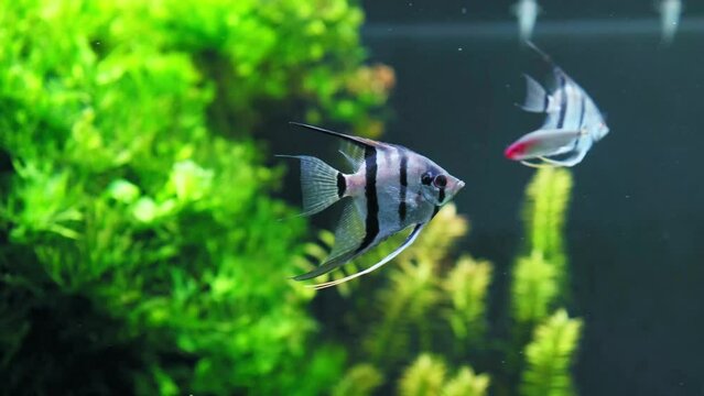 The scalar or angel fish in aquarium with other fish