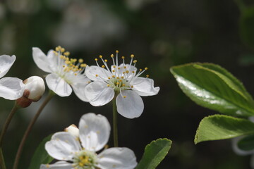 white flowers of a cherry