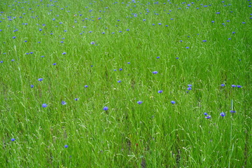 Städtische grüne Wiese mit blauen Wildblumen zum Schutz von Wildbienen in Berlin