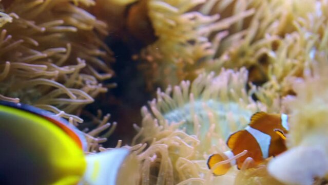 Clown fish swimming with other fish over a sea coral
