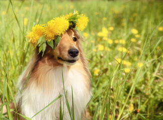 portrait of sheltie in a wreath of dandelions