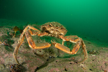 Spidercrab