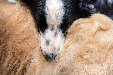 Border collie seen laying on other dog